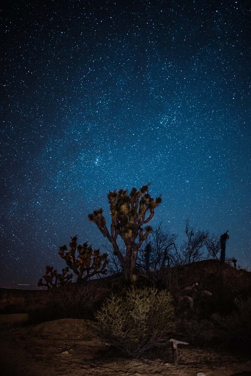 milky way brown and green trees at night galaxy